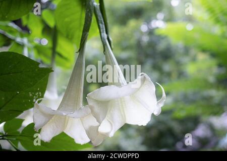 Fleur de trompette d'ange blanc ( Datura metel ) dans le jardin Banque D'Images