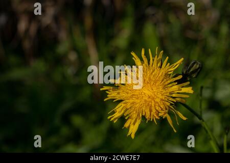 Le fleuron ou la fleur jaune d'une plante de pissenlit devant un fond de feuillage vert. Banque D'Images