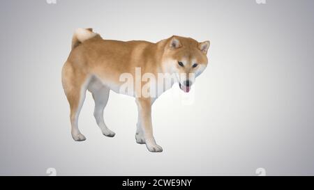Chien rouge Shiba Inu marchant sur fond dégradé. Banque D'Images