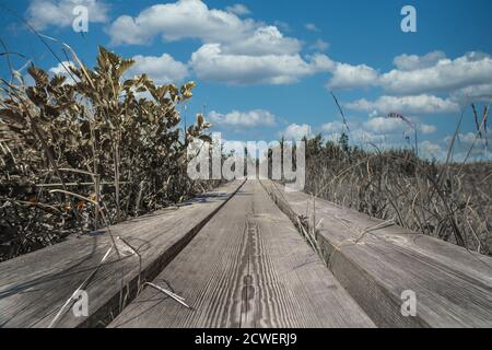 Le pont pédestre en bois avec la rampe traverse les roseaux secs du lac, avec des eaux peu profondes tout autour. Banque D'Images