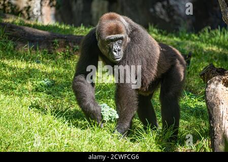 Gorille des basses terres de l'ouest à Busch Gardens Tampa Bay, Tampa, Floride. (ÉTATS-UNIS) Banque D'Images