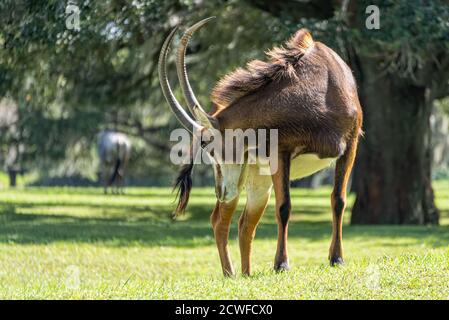 Antilope africaine (Hippotragus niger) à Busch Gardens Serengeti Plain à Tampa, Floride. (ÉTATS-UNIS) Banque D'Images