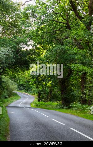 Angleterre, Hampshire, New Forest, route vide et arbres Banque D'Images