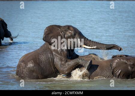 Deux éléphants jouant dans l'eau lors d'une journée ensoleillée à l'intérieur Kruger Park en Afrique du Sud Banque D'Images