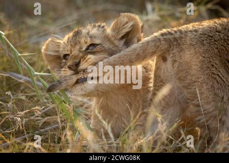 Mignon et petit lion de bébé tirant la queue de son frère Avec ses dents dans le parc Kruger en Afrique du Sud Banque D'Images