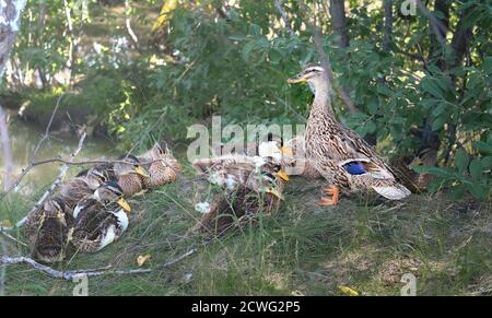 Canard colvert et canetons dans une herbe. Mère gardiennage des canards. Famille des canards. Concept de soins et de soutien à la famille. Famille des oiseaux sauvages Banque D'Images