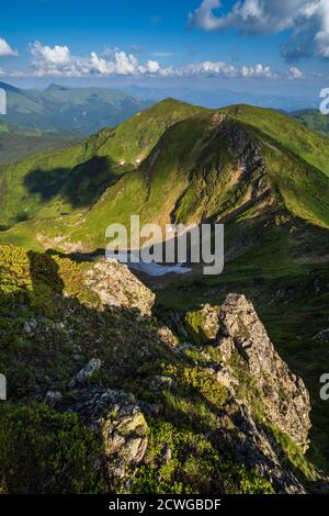 Le rhododendron rose fleurit sur la pente de montagne estivale et sur le petit lac alpin de loin. PIP Ivan Mountain, Carpathian, Ukraine. Banque D'Images