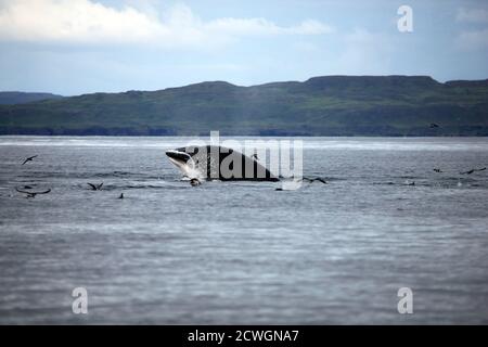 Petit rorqual (Balaenoptera acutorostrata) La surface comme il se nourrit près de l'île de Coll in Les Hébrides intérieures d'Écosse Banque D'Images