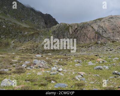 Vue d'été sur le paysage alpin avec pics de crête de montagne et vaches de pâturage. Tyrol, Alpes de Stubai, Autriche Banque D'Images