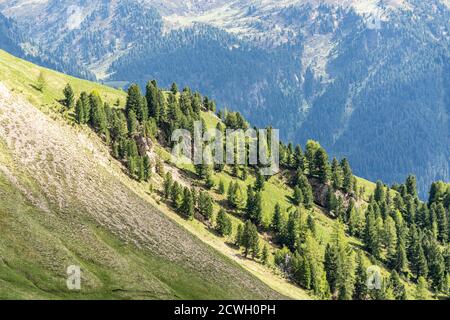 Bois de pin gris (Pinus cembra), Dolomites, Trentin-Haut-Adige, Italie Banque D'Images