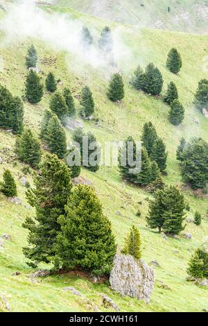 Brume sur les bois de pin de pierre suisse (Pinus cembra) en été, Dolomites, Trentin-Haut-Adige, Italie Banque D'Images