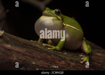 Une grenouille d'arbre verte (Hyla cinerea) avec sa poche vocale se gonfle pour attirer une grenouille femelle. Banque D'Images