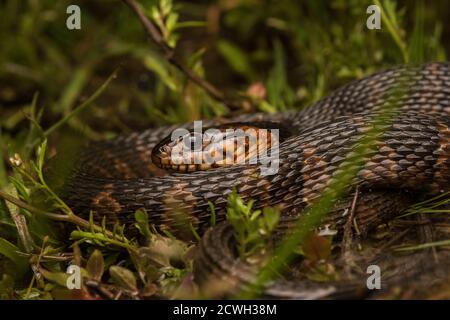 Un gros plan d'un jeune serpent d'eau à ventre plat (Nerodia erythrogaster) s'enroule dans un champ inondé en Caroline du Nord. Banque D'Images