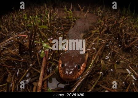 Un serpent d'eau à ventre rouge (Nerodia erythrogaster erythrogaster) glisse dans un champ inondé la nuit à la chasse pour les grenouilles. Banque D'Images