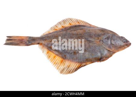 Poisson de plie cru, frais et entier, isolé sur fond blanc Banque D'Images