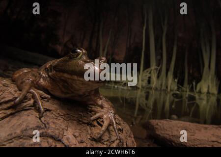 Une grande ouaouaron (Lithobates catesbeianus/Rana catesbeiana) dans un marais sombre la nuit. Banque D'Images