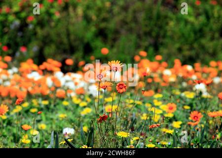 Le printemps fleurit dans les jardins botaniques nationaux de Kirstenbosch, au Cap, en Afrique du Sud. Banque D'Images