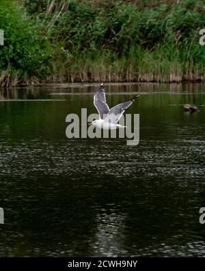 mouette survolant le lac Banque D'Images