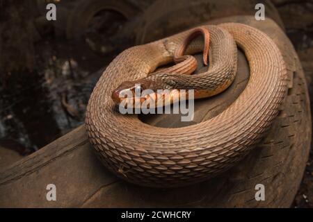 Un serpent d'eau à ventre rouge (Nerodia erythrogaster erythrogaster) se baquant sur un pneu jeté dans un marais en Caroline du Nord. Banque D'Images