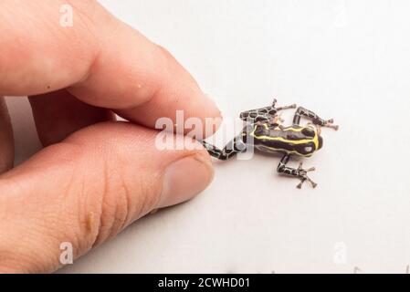 Tenant une grenouille de dart poison (ranitomeya imitator) sur un fond blanc. Banque D'Images