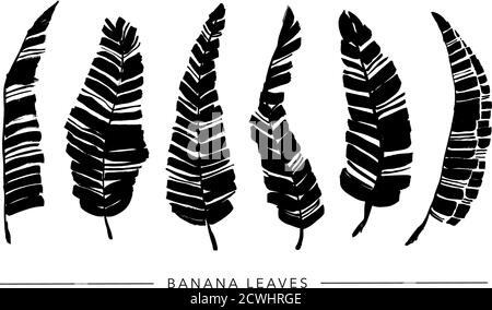 Pinceau noir banane feuilles collection vecteur. Illustration de Vecteur