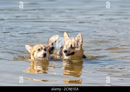 Welsh Corgi Pembroke chien nage dans le lac et aime une journée ensoleillée