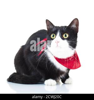 curieux chat noir et blanc portant une écharpe rouge isolée sur arrière-plan blanc Banque D'Images