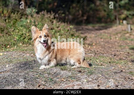 portrait d'un corgi gallois rouge pembroke peluche chien dans la forêt le jour d'été ensoleillé Banque D'Images