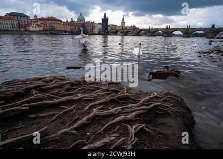 Cygnes et canards sur la Vltava, sur fond du pont Charles. Prague, République tchèque Banque D'Images