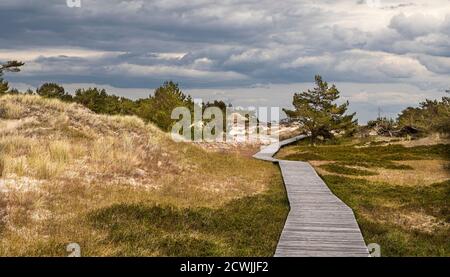 Promenade naturelle près de Darßer Ort (au nord de l'île Darß, Mecklenburg-Ouest Pommerania, Allemagne) Banque D'Images