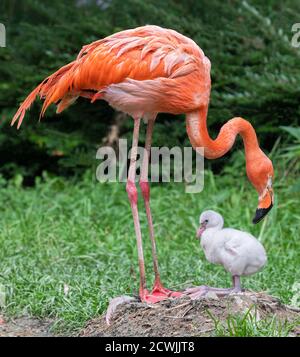 Un poussin et sa mère (Flamingo américain - Phoenicopterus ruber) Banque D'Images