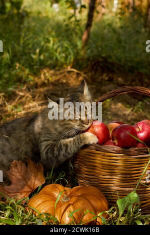 Beau chat rayé est près du panier avec des pommes rouges mûres et de la citrouille dans le jardin d'automne. Thanksgiving, heure de la moisson et carte postale d'halloween. Banque D'Images