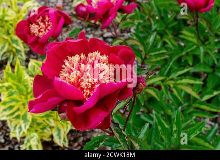 Magnifique pivoine japonaise aux pétales rouges et jaunes. Paeonia lactiflora 'Ursyn Niemcewicz' Banque D'Images