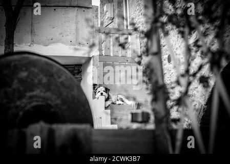 Chien fatigué reposant sur la véranda d'un vieux bâtiment à Chania, en Crète Banque D'Images