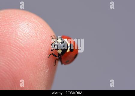 Macro photographie d'un coccinelle, également appelé coccinelle ou coccinelle, debout sur mon doigt avec un fond naturel. Banque D'Images