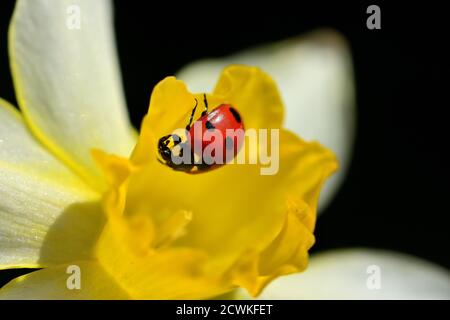 Macro photographie d'un coccinelle, également appelé coccinelle ou coccinelle, debout sur une fleur de narcisse à fond naturel. Banque D'Images