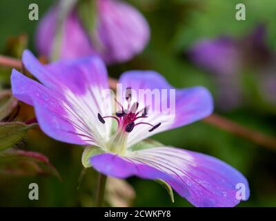 Gros plan d'une belle fleur de géranium de canneberges violettes dans un jardin montrant les étamines et les anthères Banque D'Images