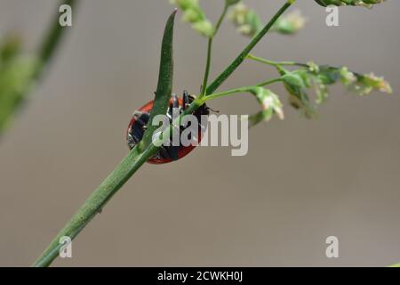 Macro photographie d'un coccinelle, également appelé coccinelle ou coccinelle, debout sur une branche d'une plante sauvage à fond naturel. Banque D'Images