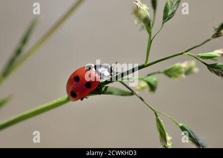 Macro photographie d'un coccinelle, également appelé coccinelle ou coccinelle, debout sur une branche d'une plante sauvage à fond naturel. Banque D'Images