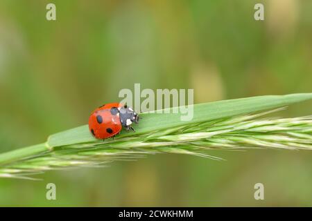 Macro photographie d'un coccinelle, également appelé coccinelle ou coccinelle, debout sur une branche d'une plante sauvage à fond naturel. Banque D'Images