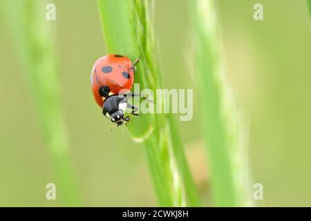 Macro photographie d'un coccinelle, également appelé coccinelle ou coccinelle, debout sur une branche d'une plante sauvage à fond naturel. Banque D'Images