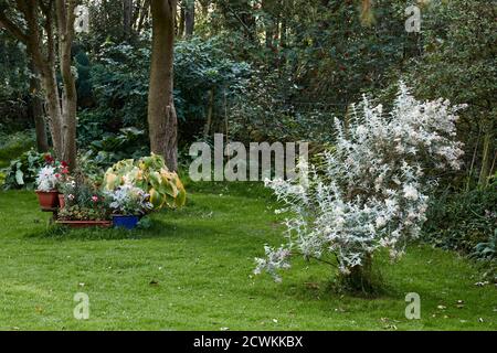 Le soleil d'automne ramasse les couleurs des feuilles dans la lande Petit jardin de 900 pieds à Niddings 18/09/2020 Banque D'Images