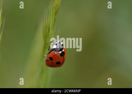 Macro photographie d'un coccinelle, également appelé coccinelle ou coccinelle, debout sur une branche d'une plante sauvage à fond naturel. Banque D'Images