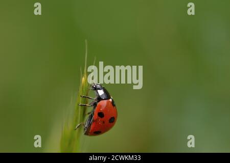 Macro photographie d'un coccinelle, également appelé coccinelle ou coccinelle, debout sur une branche d'une plante sauvage à fond naturel. Banque D'Images