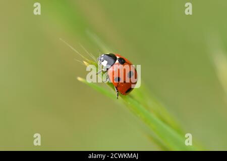 Macro photographie d'un coccinelle, également appelé coccinelle ou coccinelle, debout sur une branche d'une plante sauvage à fond naturel. Banque D'Images