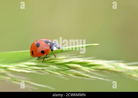 Macro photographie d'un coccinelle, également appelé coccinelle ou coccinelle, debout sur une branche d'une plante sauvage à fond naturel. Banque D'Images