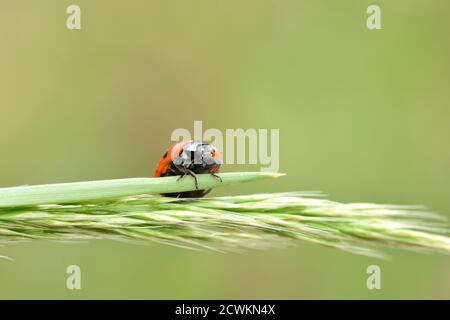 Macro photographie d'un coccinelle, également appelé coccinelle ou coccinelle, debout sur une branche d'une plante sauvage à fond naturel. Banque D'Images