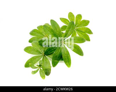 Feuille de plante de Woodruff isolée sur fond blanc Banque D'Images