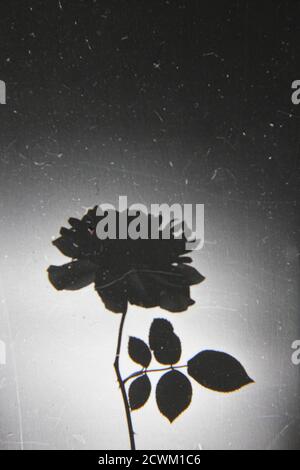 Fin années 1970 vintage noir blanc photographie d'une rose noire, magie noire, barkarole, beauté noire, Toscane superbe, jade noire, baccucara, velours noir. Banque D'Images