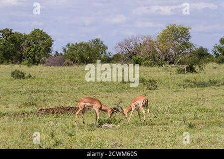 Des béliers mâles ipala (Aepyceros melampus) se battent pour la domination et l'enfermer des cornes pendant la saison de rutting dans le parc national Kruger, Afrique du Sud Banque D'Images